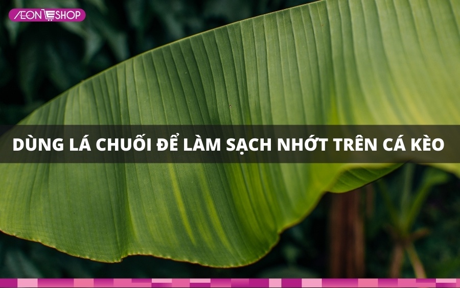 Dùng lá chuối làm sạch nhớt trên cá kèo